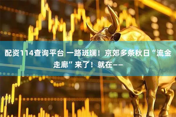 配资114查询平台 一路斑斓！京郊多条秋日“流金走廊”来了！就在——